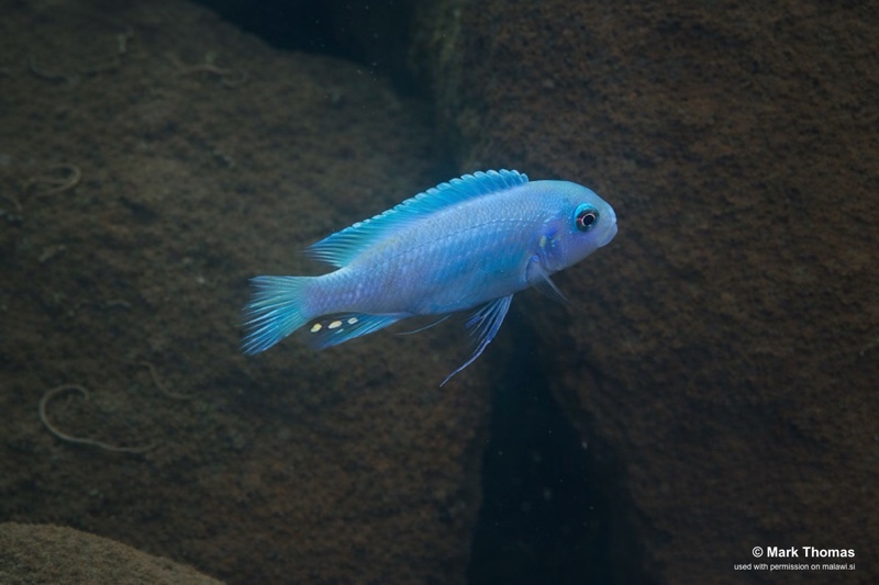 Maylandia callainos 'Lundu'